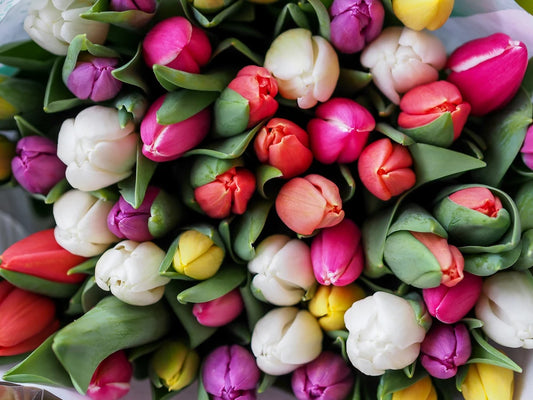 Frühlingsblumen Tulpen