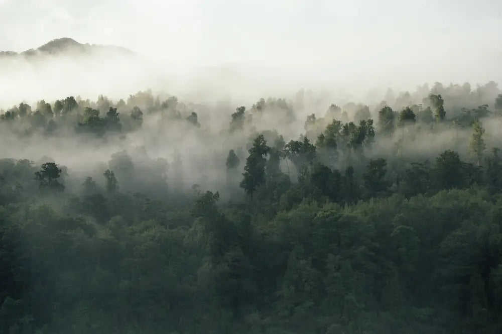 Welttag des Naturschutzes Wald
