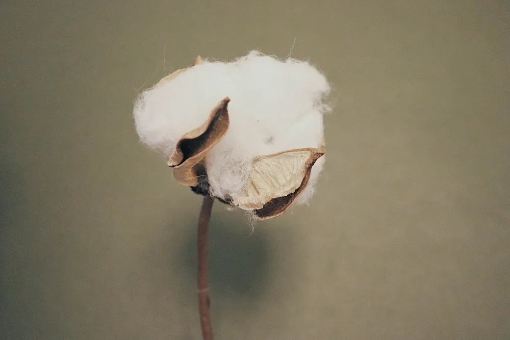 Material Baumwolle